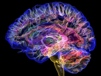 操逼喷水一级二级免费黄色视频大脑植入物有助于严重头部损伤恢复